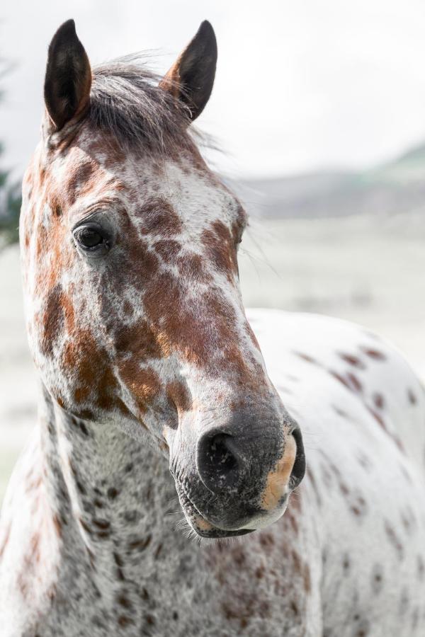 Wild Horses Lodge Harrismith Kültér fotó