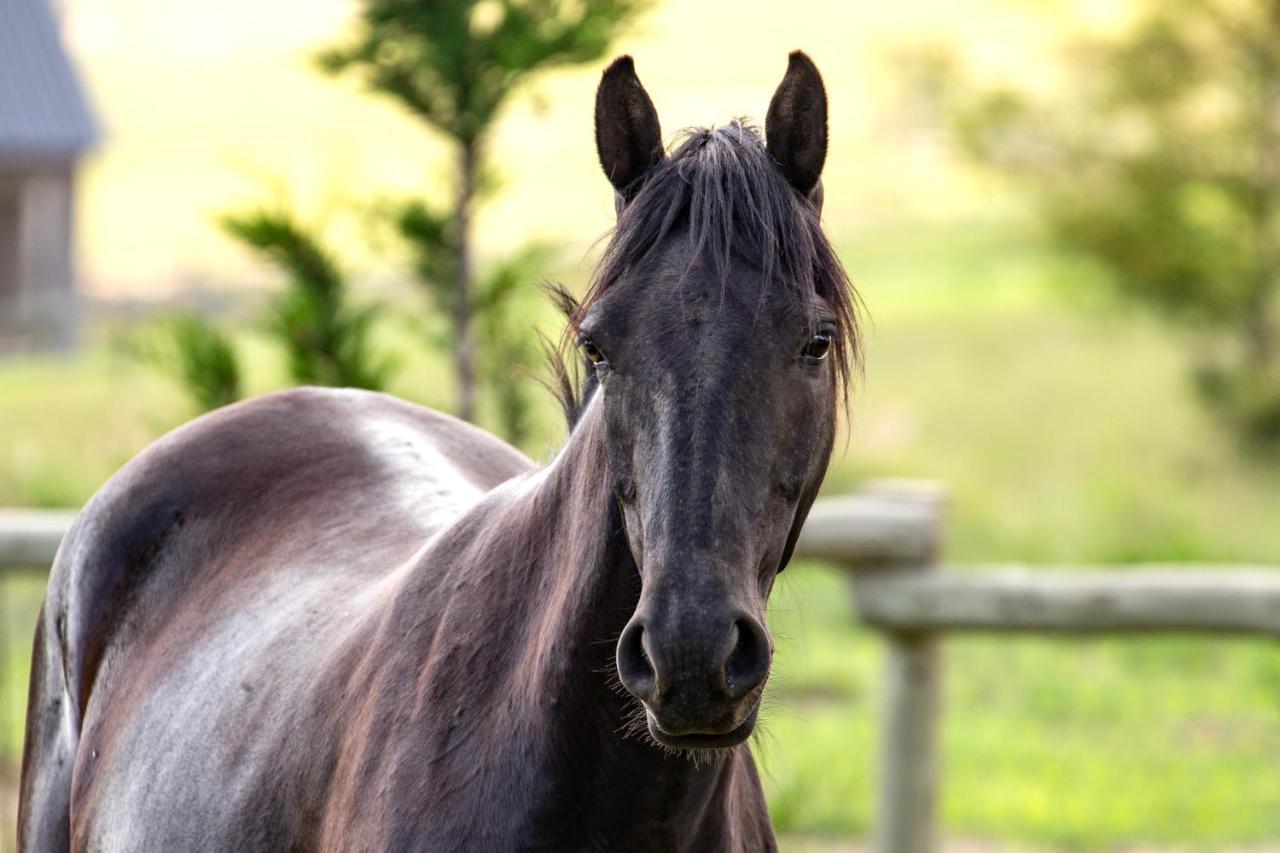 Wild Horses Lodge Harrismith Kültér fotó